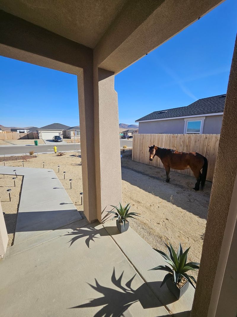 Unfenced Or Free-Roaming Livestock In Residential Areas