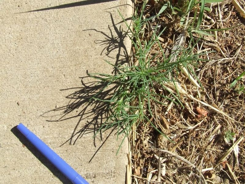 Pull Young Plants Before They Flower