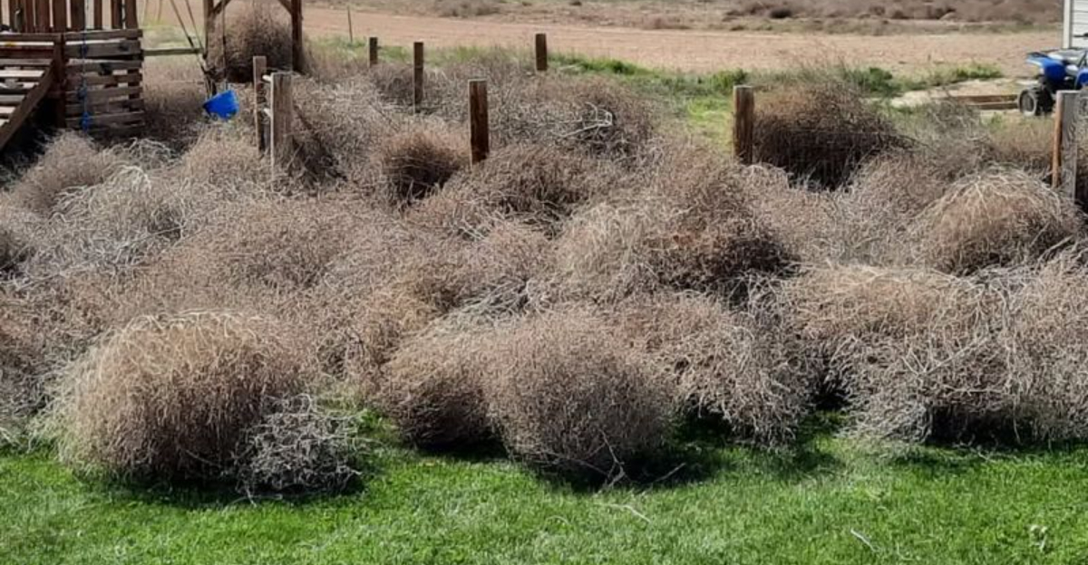 invasive tumbleweed