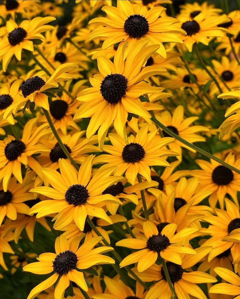 Black-Eyed Susan