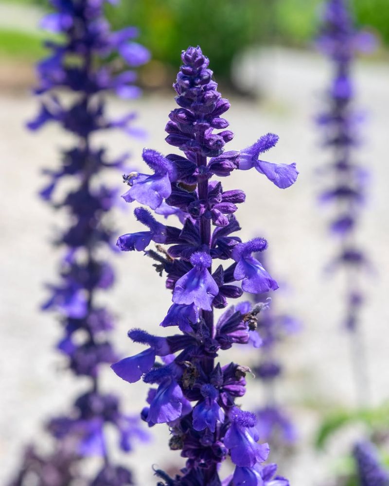Salvia: Pollinator Magnet With Long-Lasting Blooms