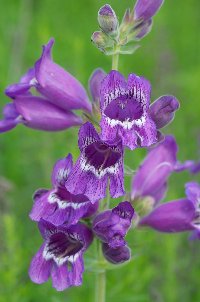Penstemon Cobaea (Foxglove Beardtongue)