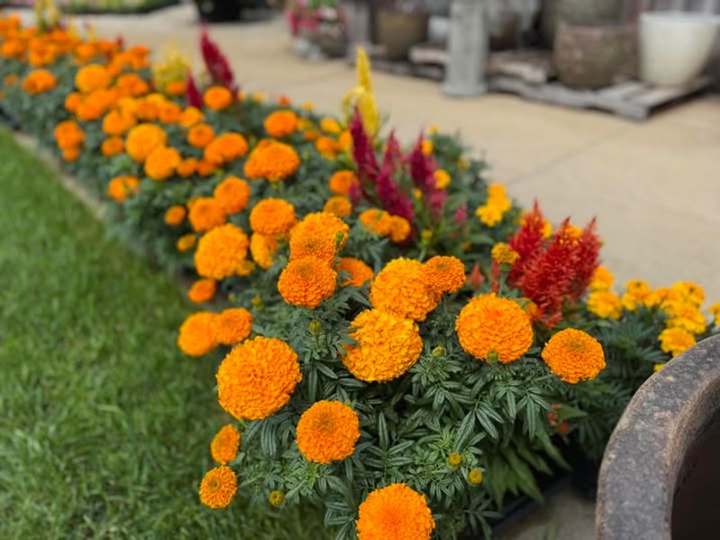 Marigolds Were Sacred To Aztec Cultures