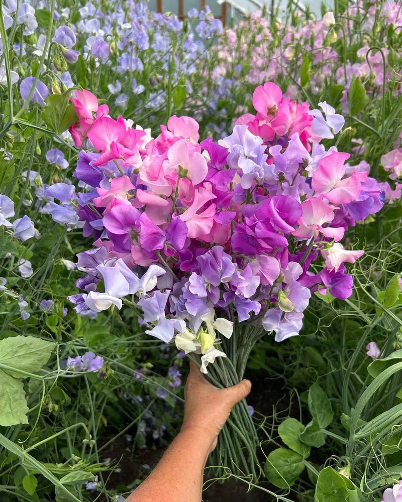Sweet Peas For Old-Fashioned Scent And Beauty