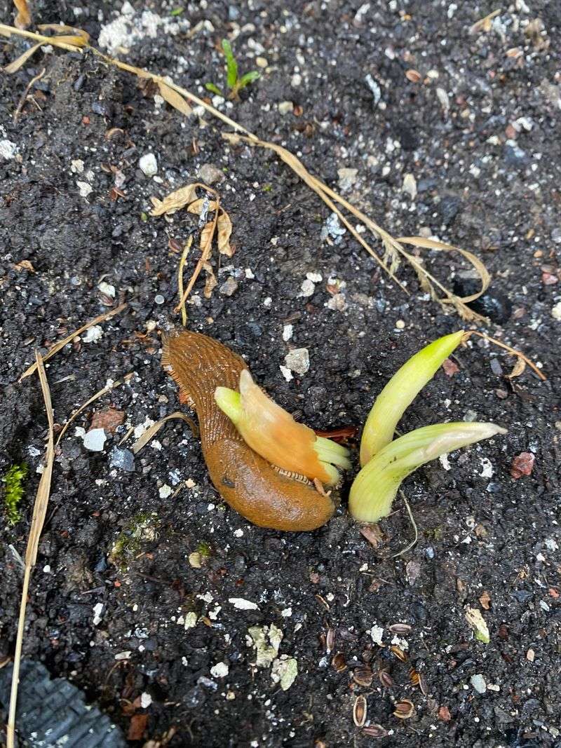 Damage Appearing Overnight