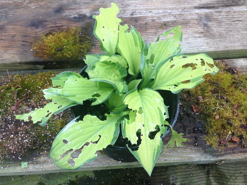 Early Spring Plants Are Being Damaged Before Emergence