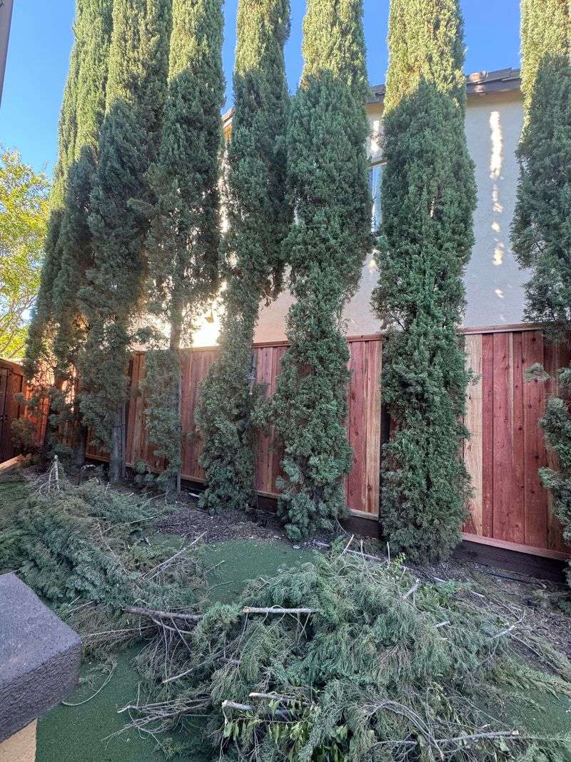 Your Right To Trim To The Property Line