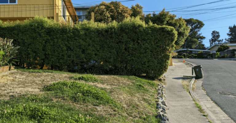 hedge on property line
