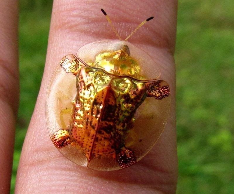 Is This Shiny Beetle Dangerous To People Or Pets