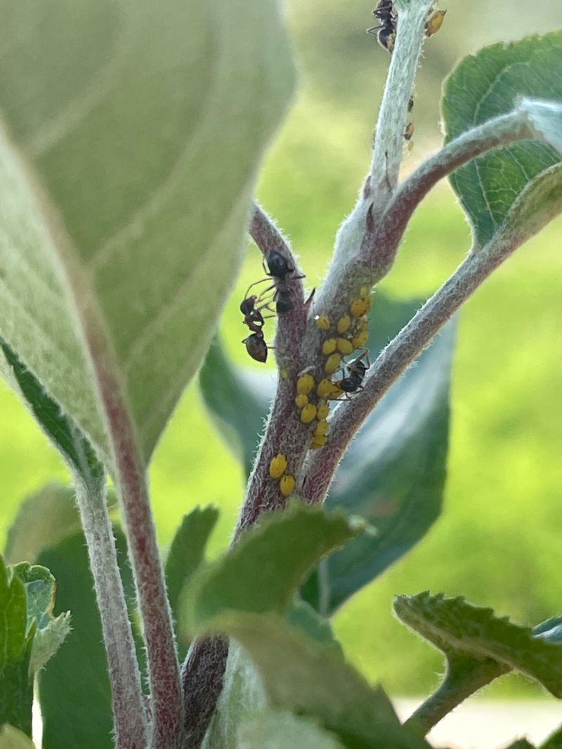 Why Some Trees Are Affected More Than Others