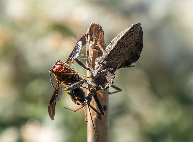 What Wheel Bugs Eat And Why They Can Be Helpful