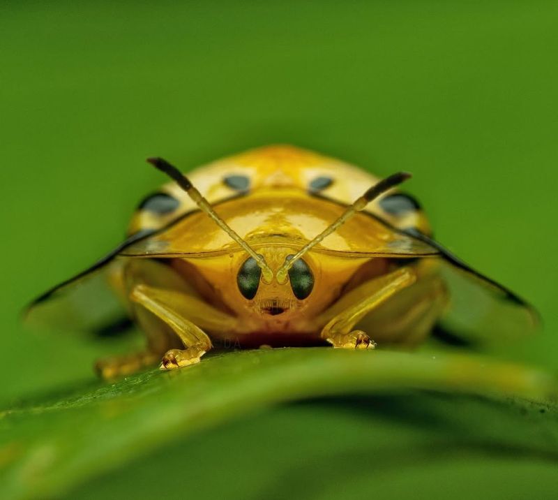 Why You May Be Seeing More Golden Tortoise Beetles This Year