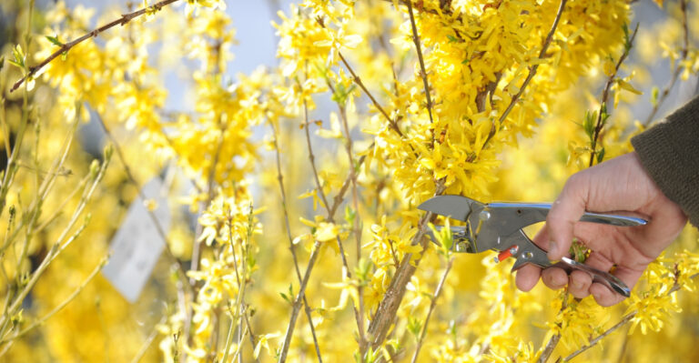pruning forsythia (featured image)
