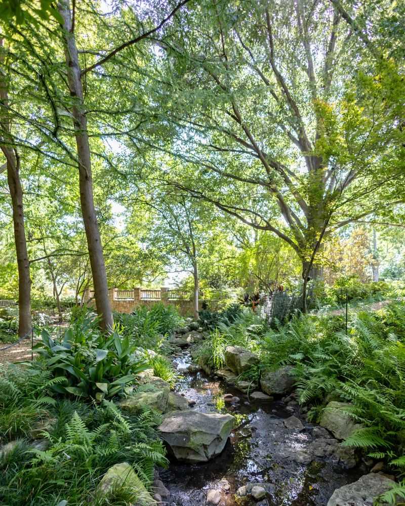 Shade Garden Beds Under Mature Trees