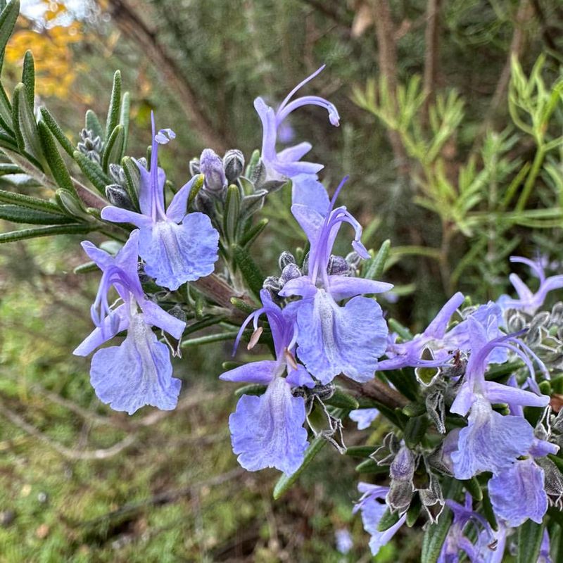 Rosemary Adds Year-Round Greenery