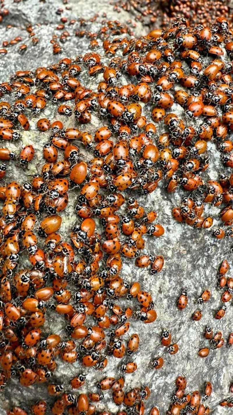 Insects Are Frequently Gathering Around The Area