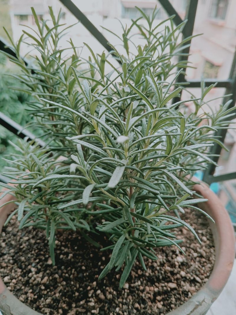 Rosemary Has Cultural And Symbolic Meaning For Home Protection