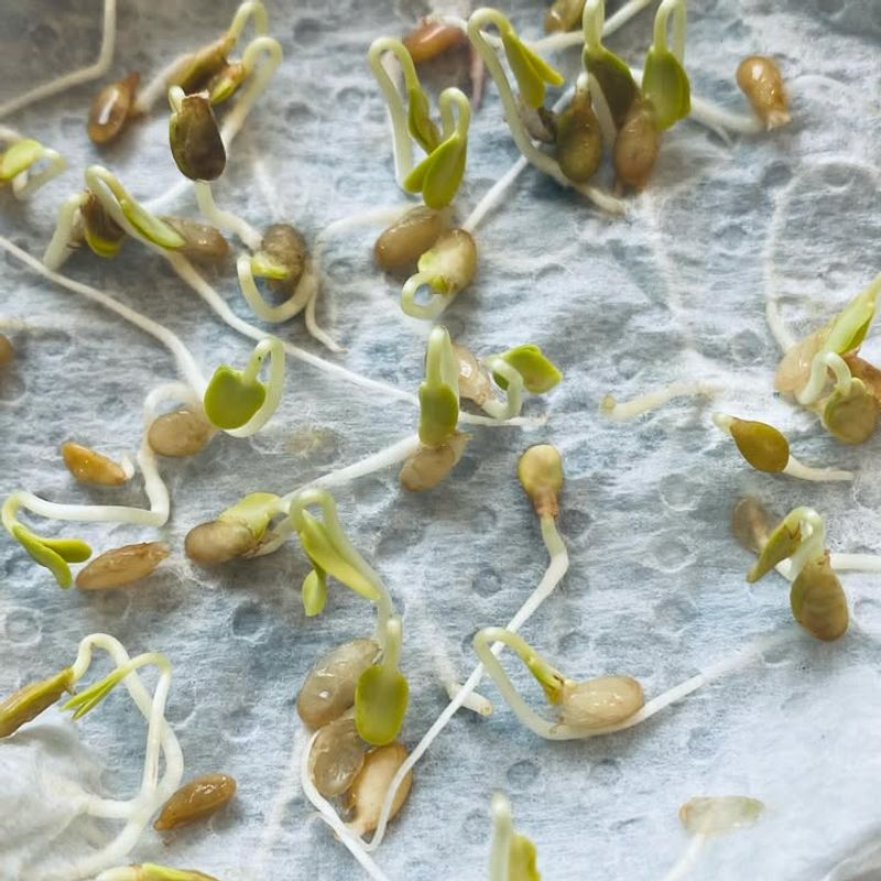 It Reduces Seed Waste In Raised Beds And Containers