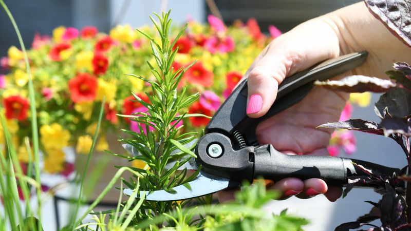 Homeowners Love Being Able To Snip Fresh Herbs On The Way In