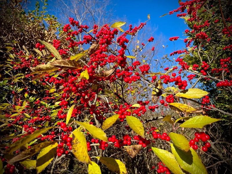 It Works In Sun Or Partial Shade