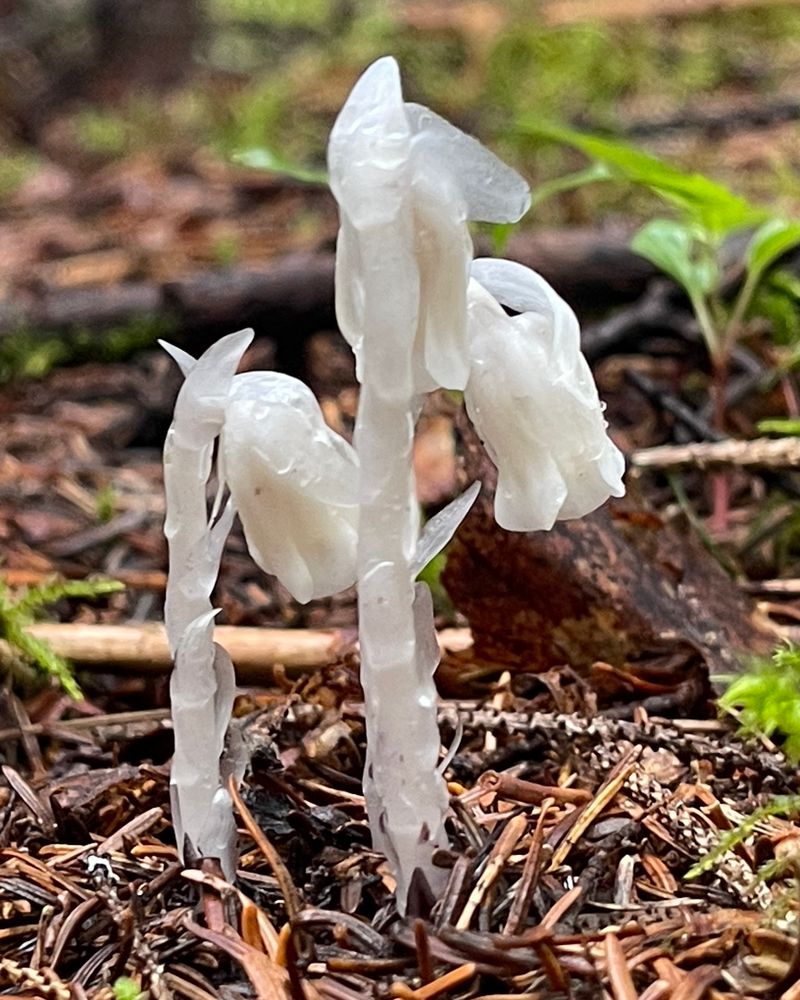 It Relies On Fungi Instead Of Sunlight