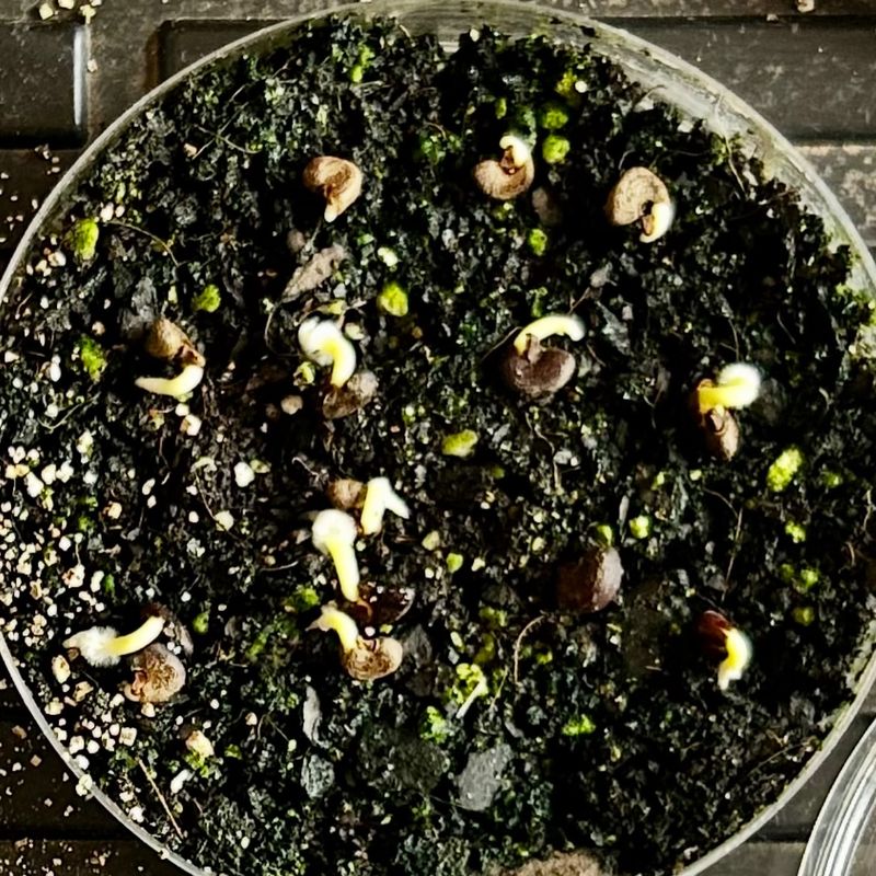 It Improves Germination Reliability In Cold Climates