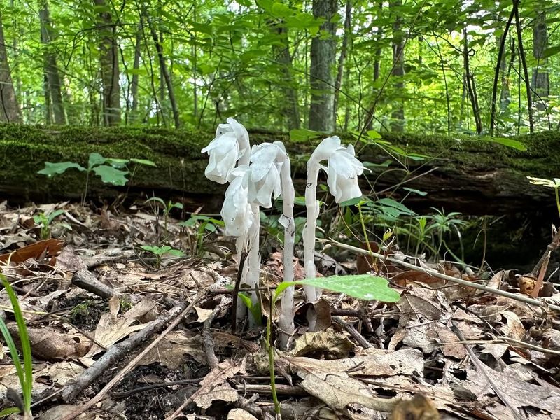 Increased Trail Use Means More Sightings