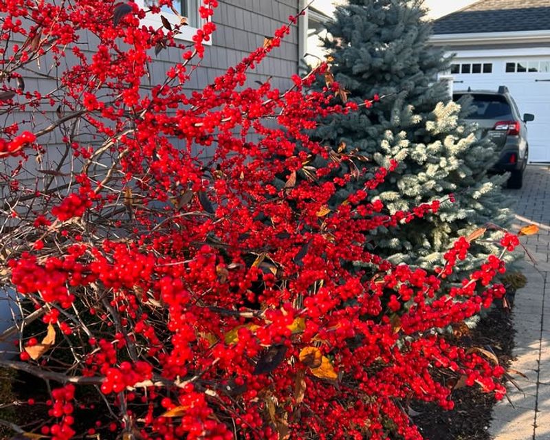 Minimal Pruning Keeps Berry Production Strong