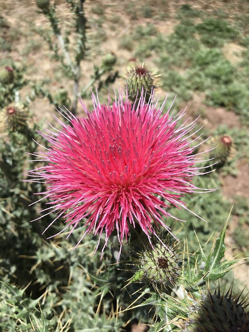Musk Thistle (Carduus nutans)