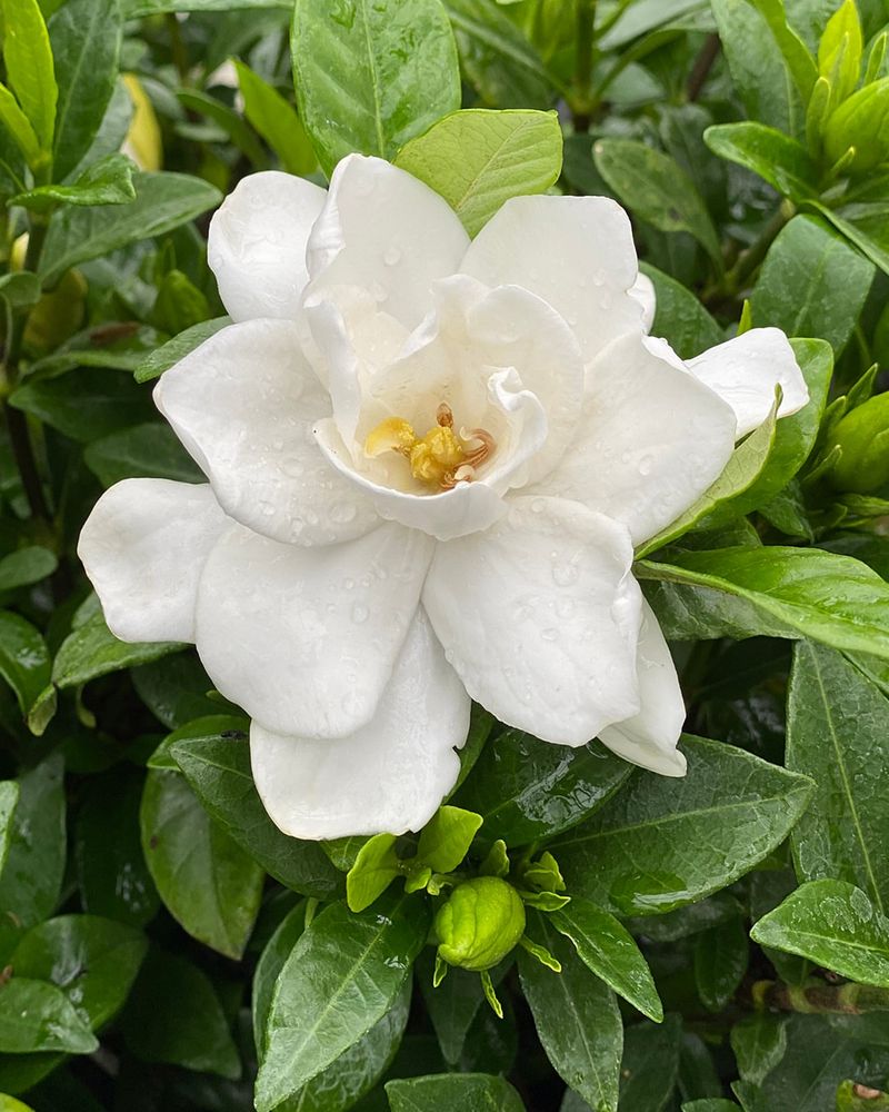 Gardenia