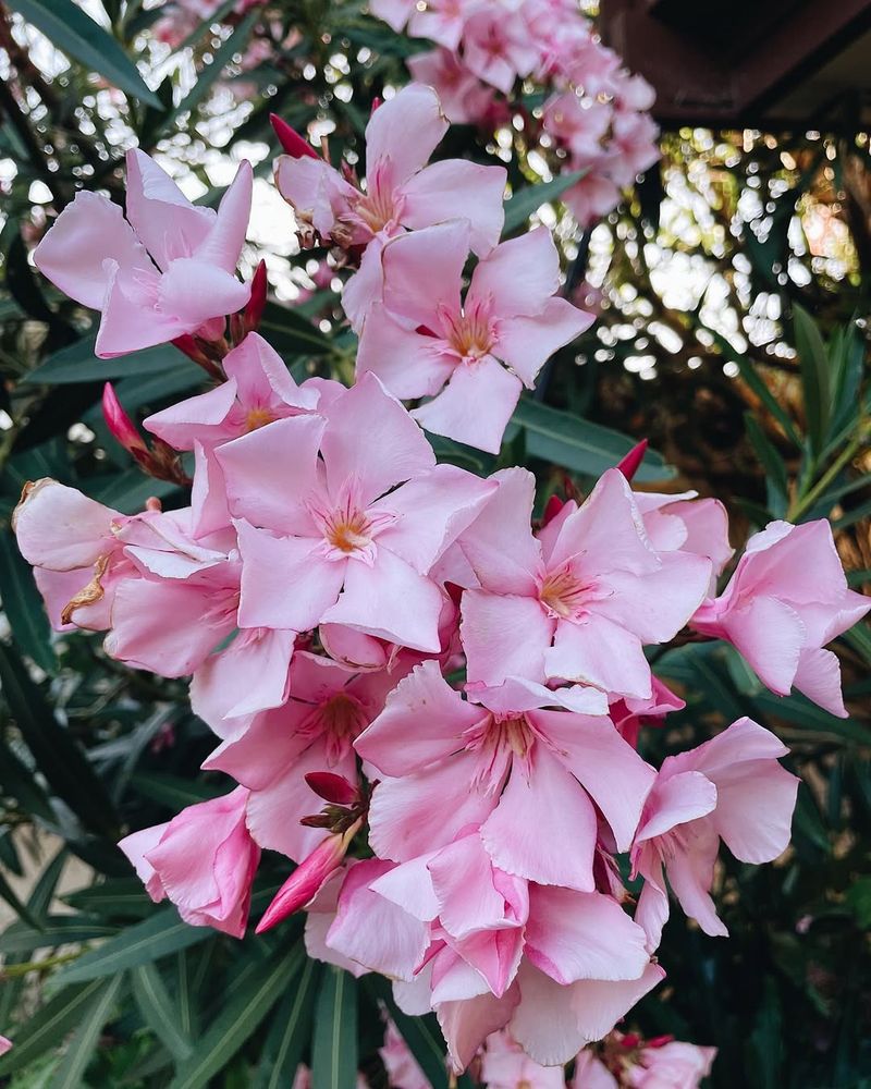 Oleander