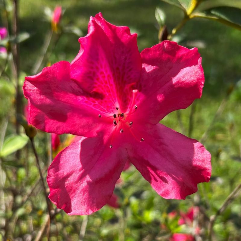 Azalea (Southern Indica Types)