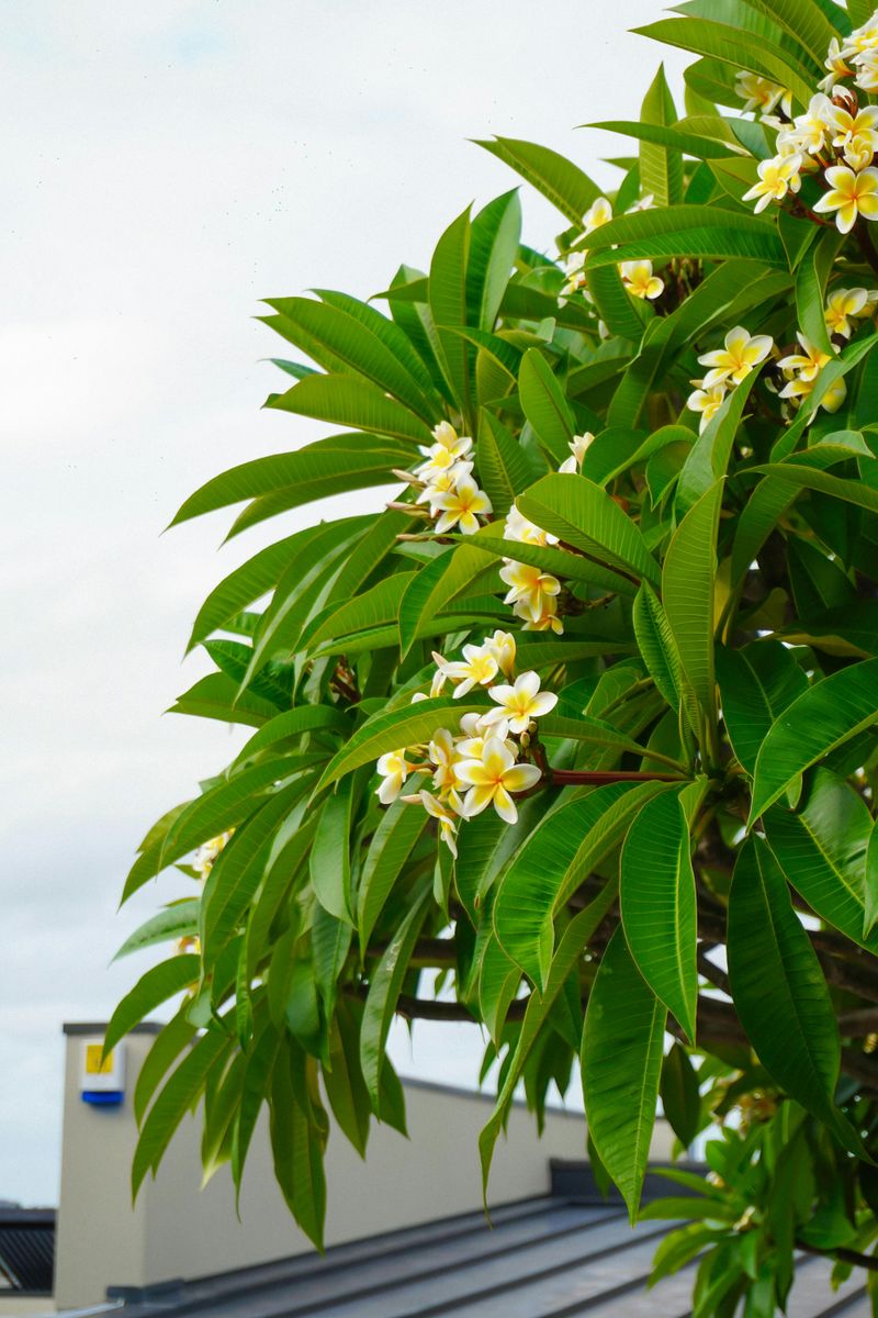 Plumeria Brings Resort-Style Blooms Home