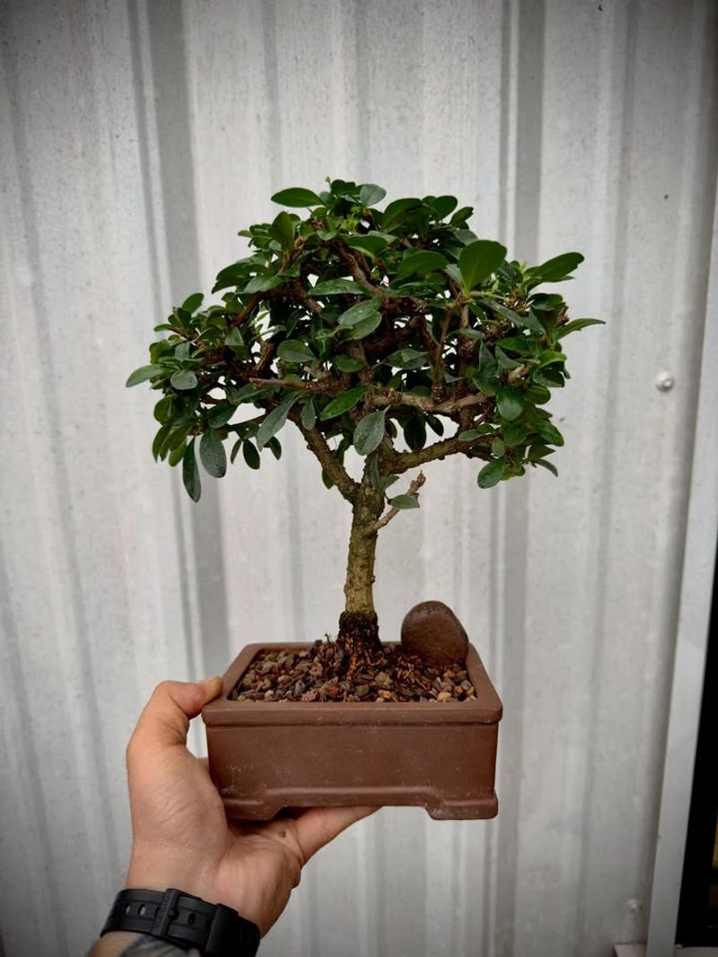 Fukien Tea