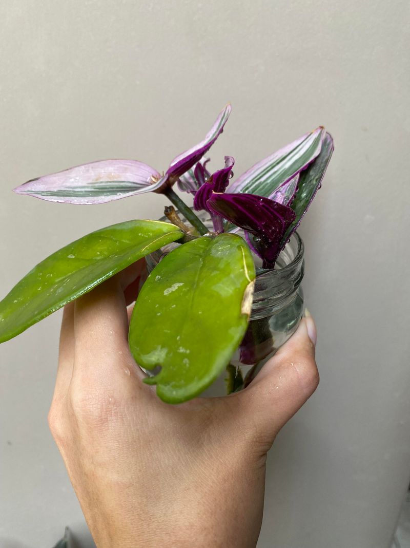 Tradescantia (Wandering Jew)