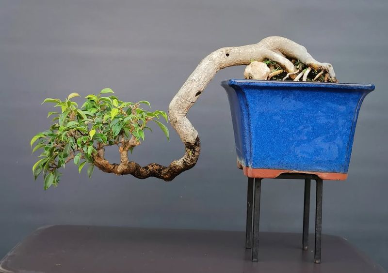 Ficus Benjamina