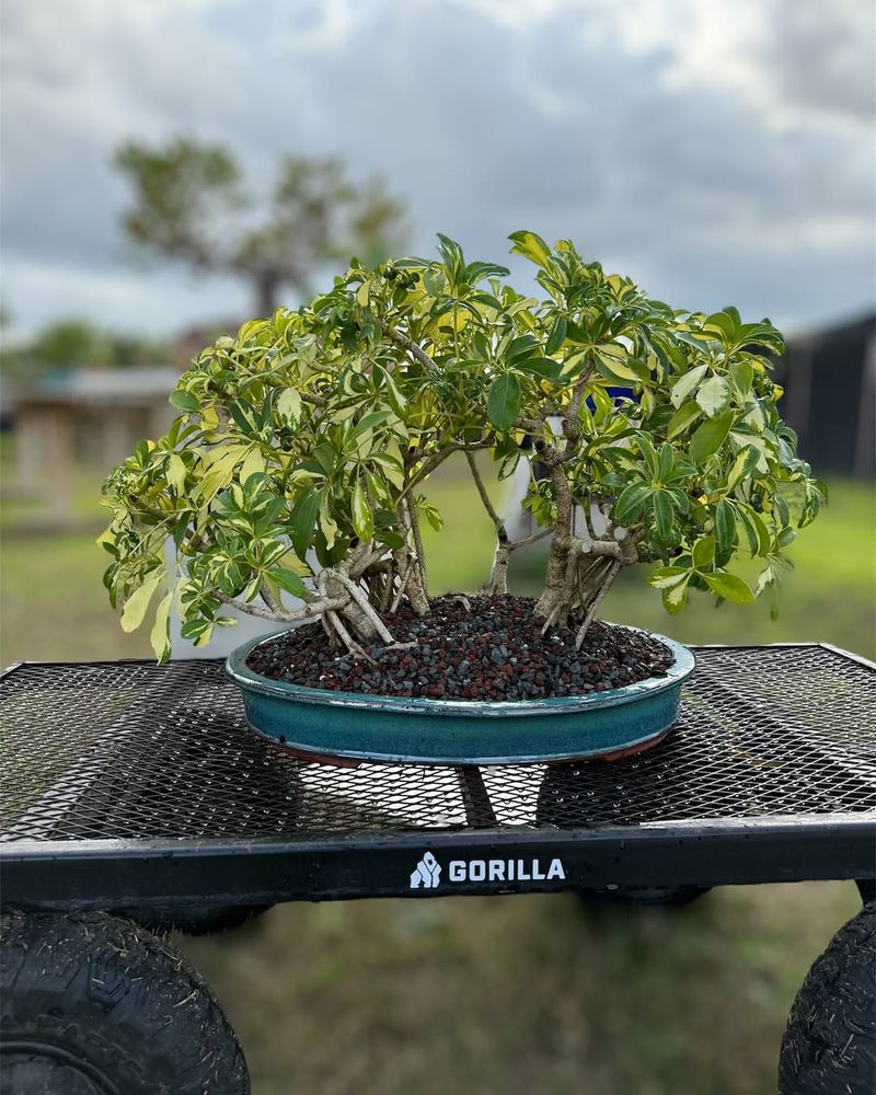 Hawaiian Umbrella Tree