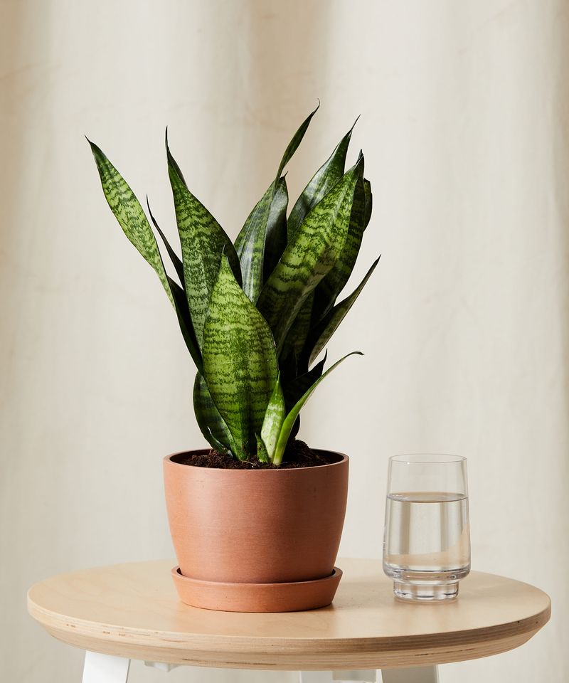 Snake Plant