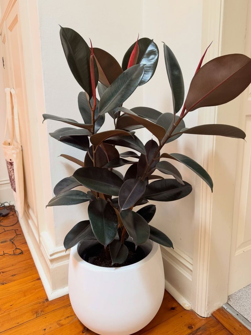 Rubber Plant