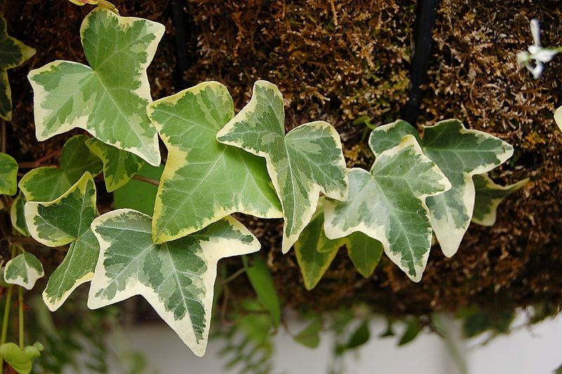 English Ivy