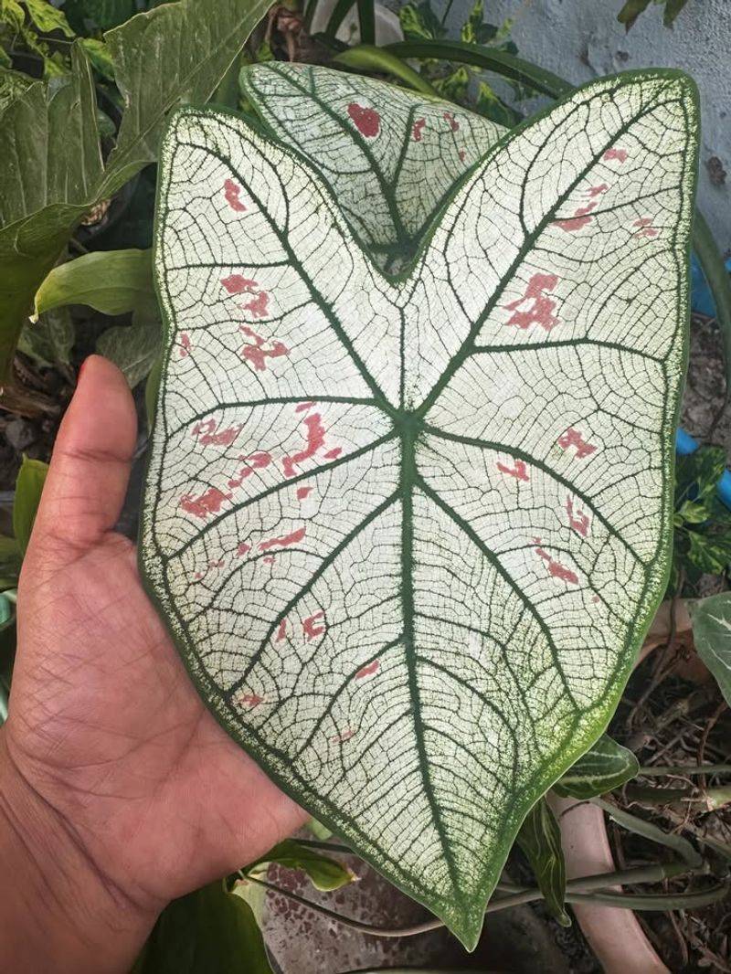 Caladium