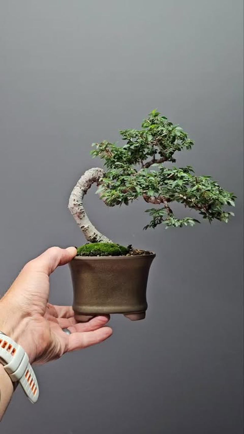 Chinese Elm (Ulmus Parvifolia)