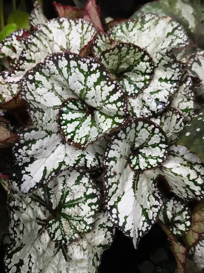 Begonia (Rex And Cane Varieties)