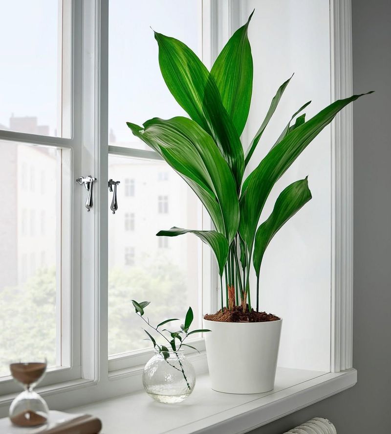 Cast Iron Plant (Aspidistra Elatior)
