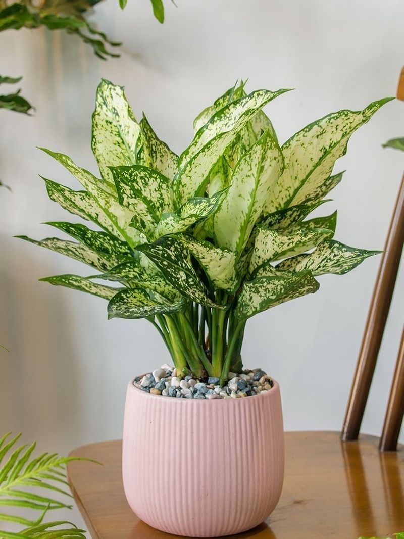 Chinese Evergreen (Aglaonema)