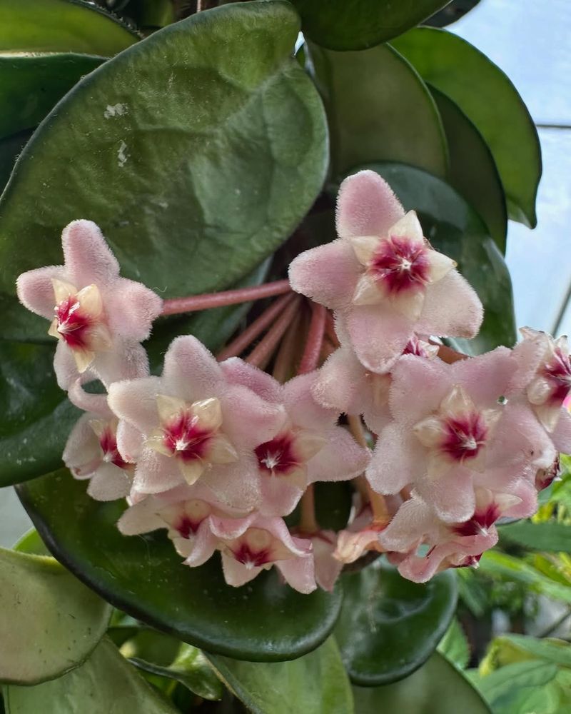 Hoya (Wax Plant - Hoya Carnosa)