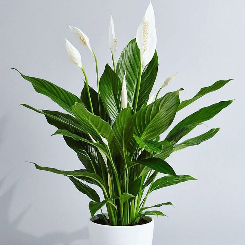 Peace Lily Encourages Harmony And Fresh Beginnings