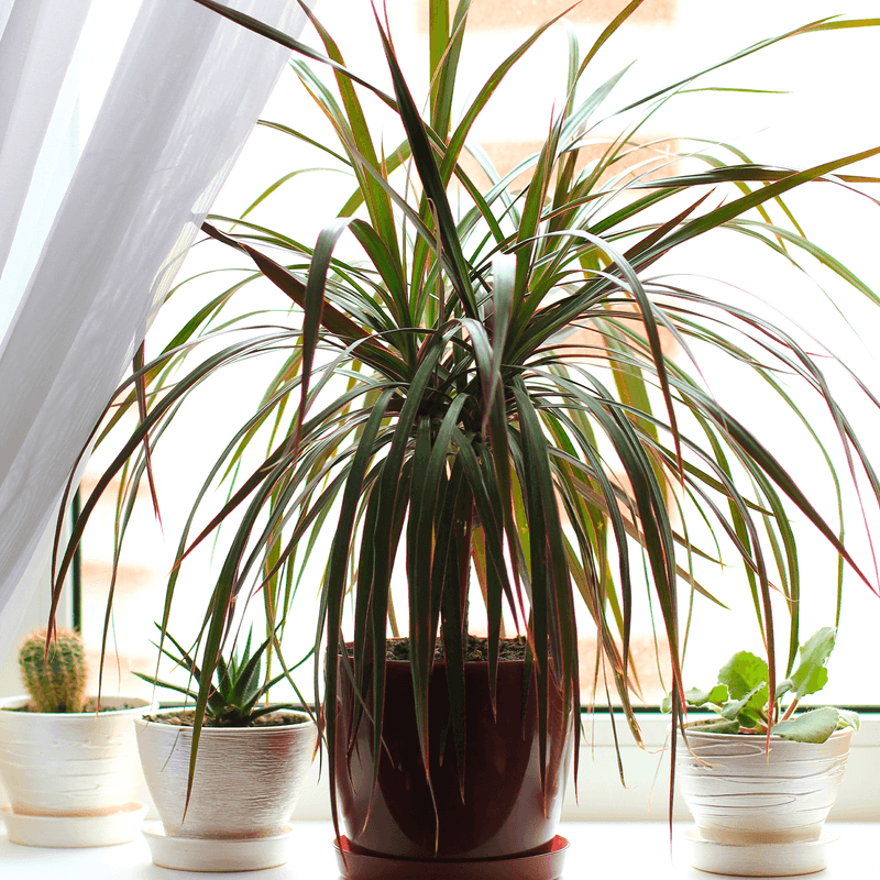 Dracaena