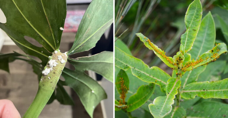 mealybug and aphid infestation on plants