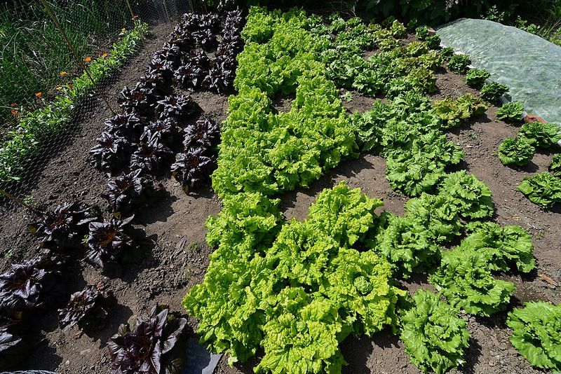 Lettuce Grows Fast And Rewards Early Planting